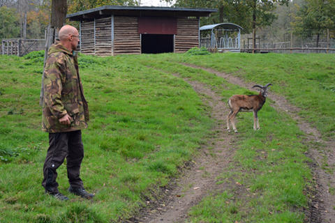 Muffelbock (rechts)