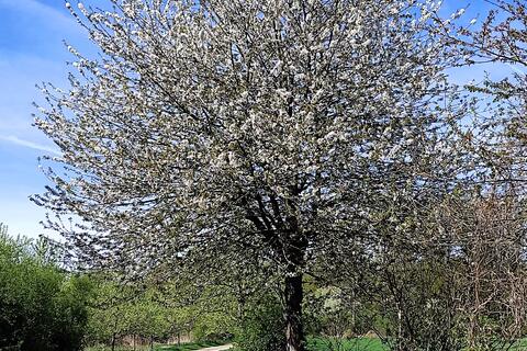 Baum bei Knechtsteden, Foto: M. Splittgerber