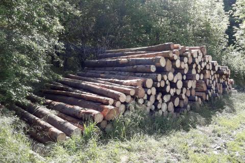 gelagertes Fichtenholz nach trockenheitsbedingtem Einschlag am Welchenberg 